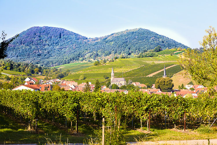 Schorsch_Weingut3_Weingut Dr.Steiner Weingut Dr. Steiner Schorsch