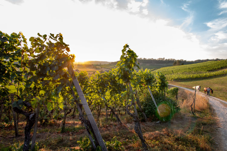badosterfingen_weingut-badreben-Abt- Blauburgunder badosterfingen_weingut-badreben-Abt- Blauburgunder