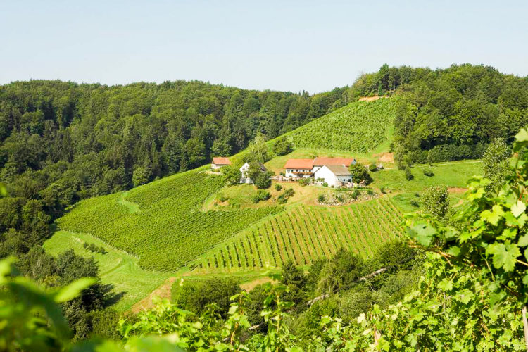 csm_W-4642-Weingut-Hannes-Sabathi-35492_3adf582bf0 Weingut Hannes Sabathi