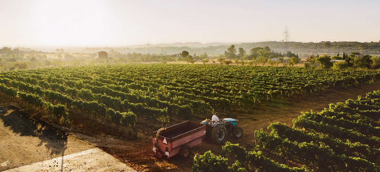 Raths Wein des Monats Can Majoral Capgiró 2017 Raths Wein des Monats Can Majoral Capgiró 2017