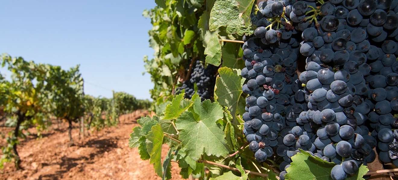 Raths Wein des Monats Can Majoral Capgiró 2017 Raths Wein des Monats Can Majoral Capgiró 2017