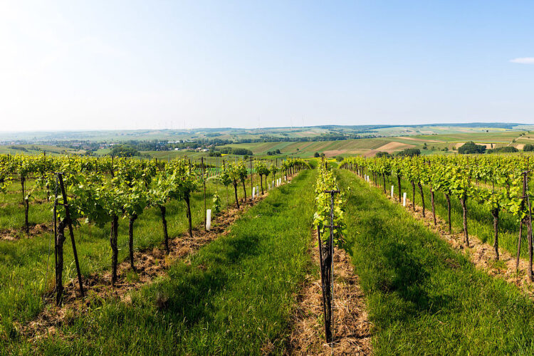 Österreich Wein Marketing GmbH Weingut Velich Darscho